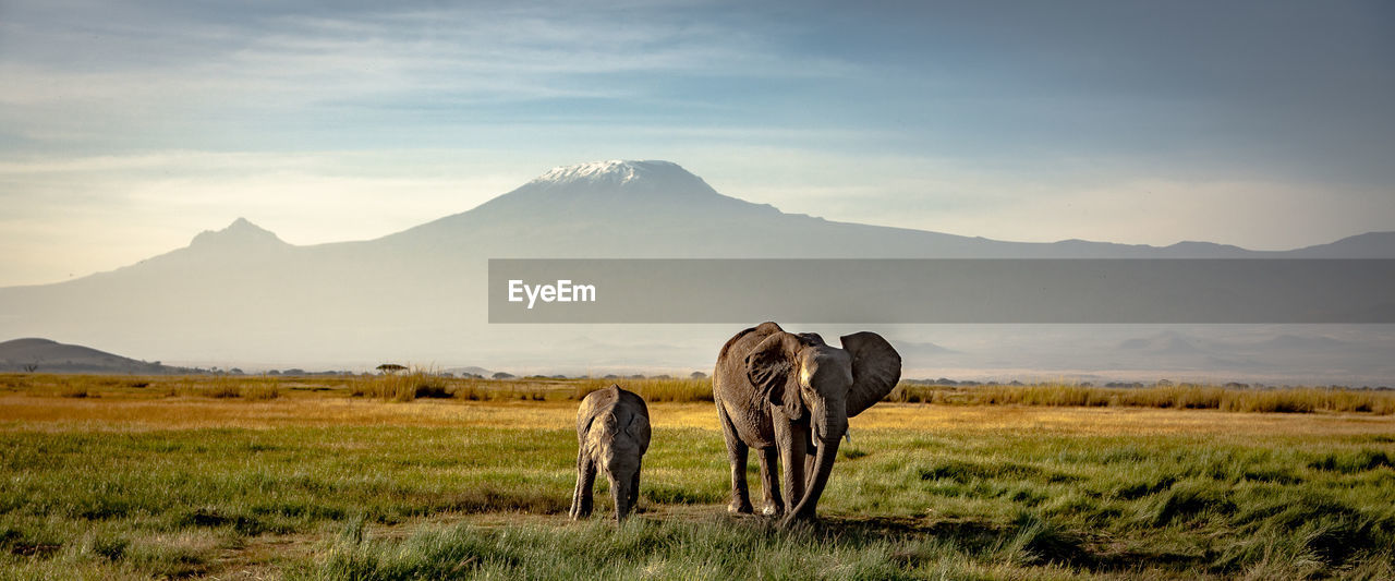 Elephants on land