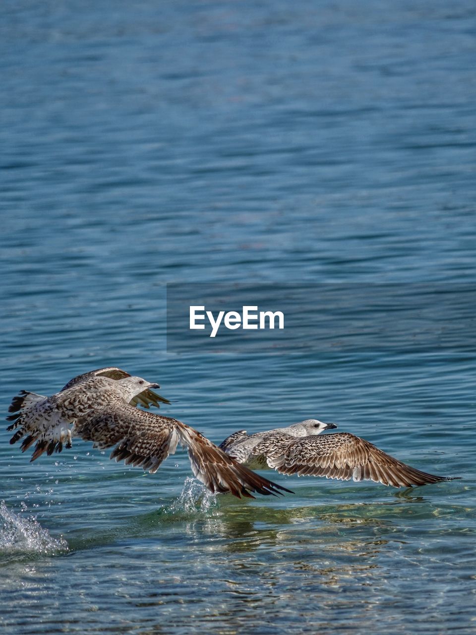 Seagull swimming in sea