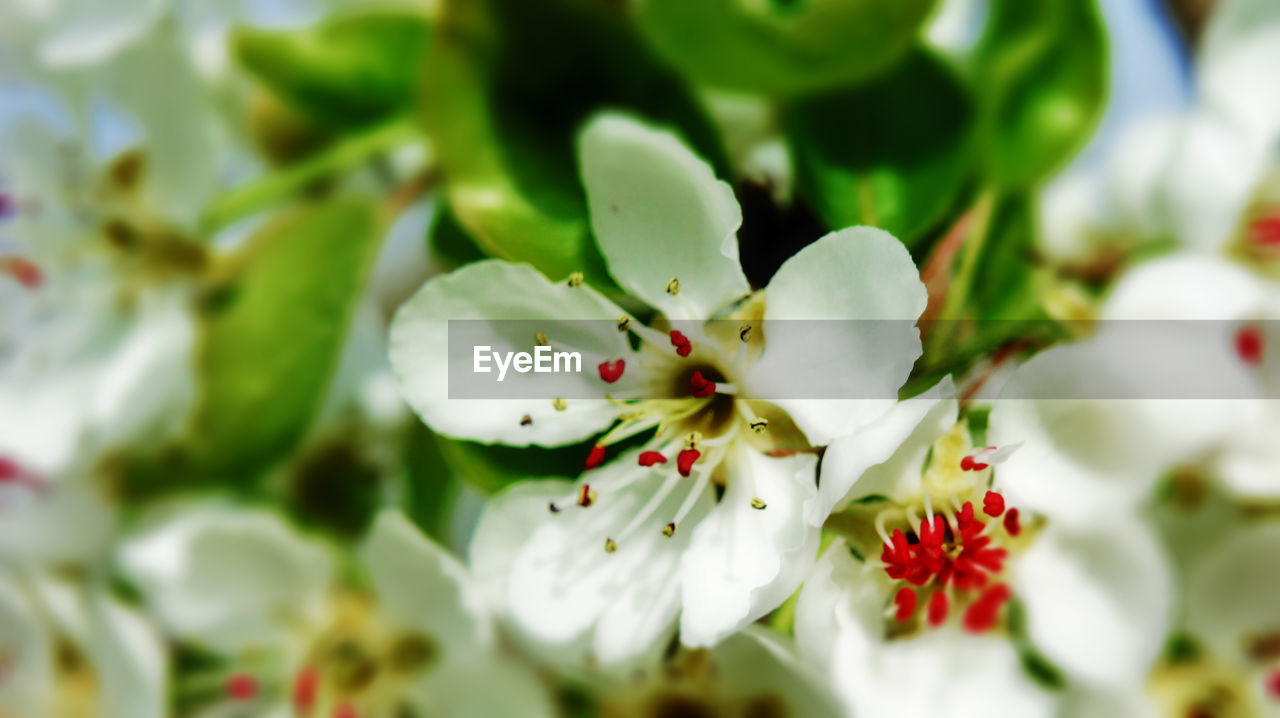 Close-up of white flowers