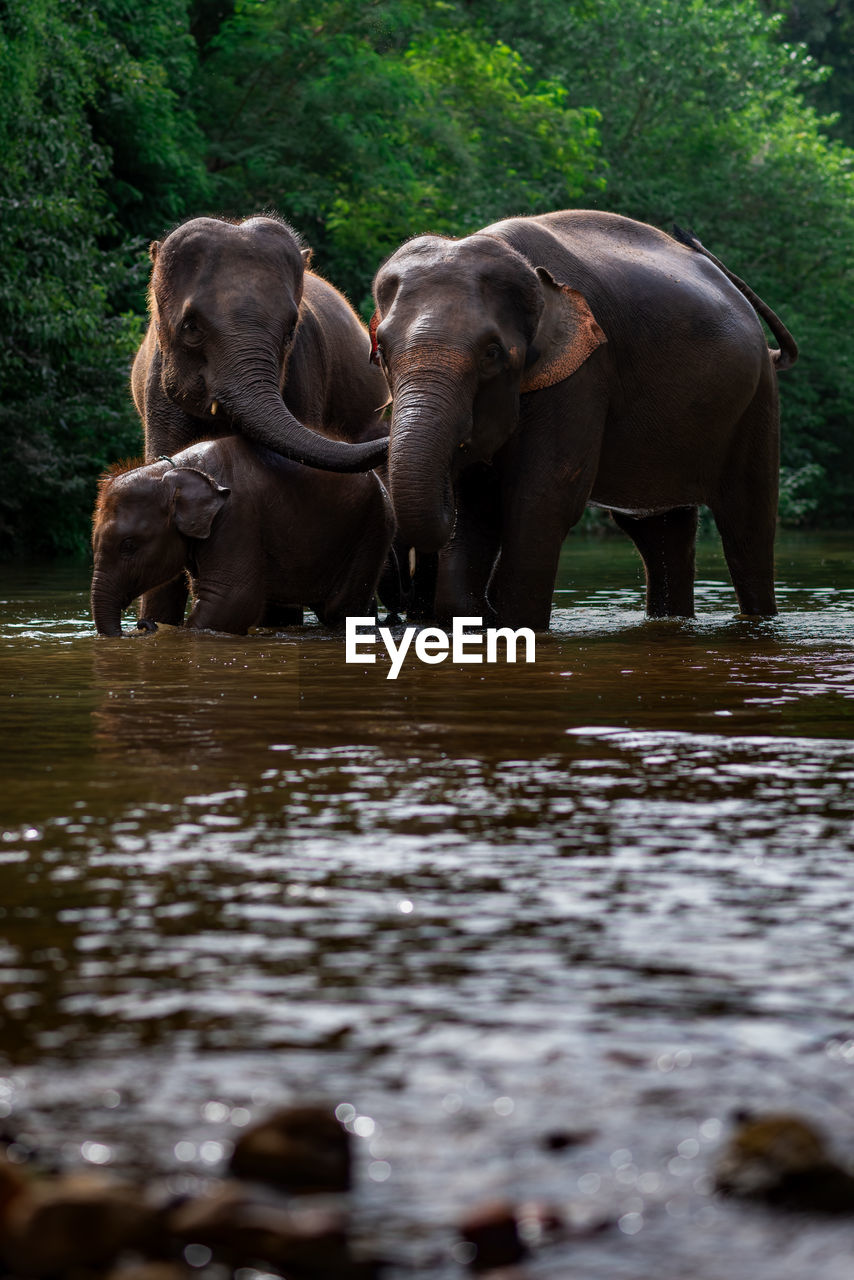 Elephant drinking water in lake. elephant family in a forest with the river on the way.