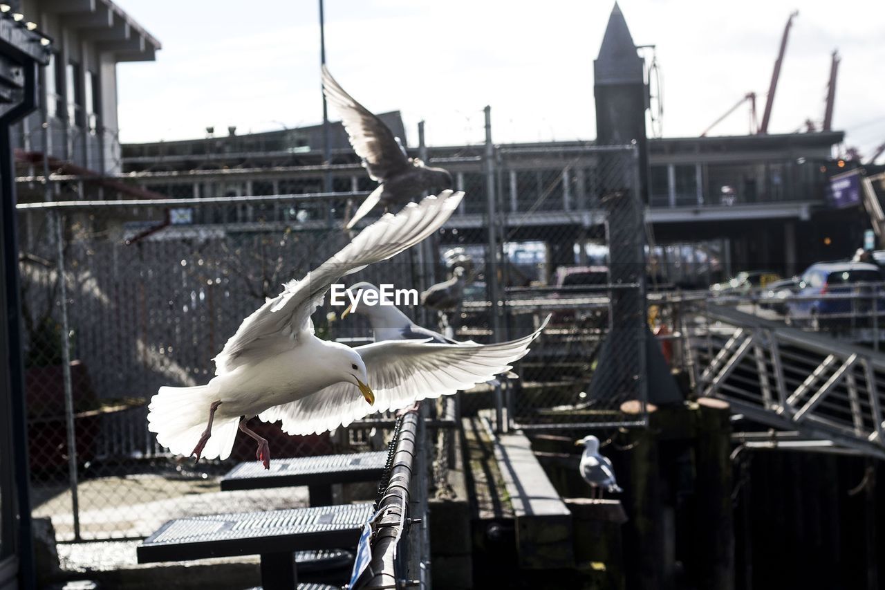 Seagull in flight