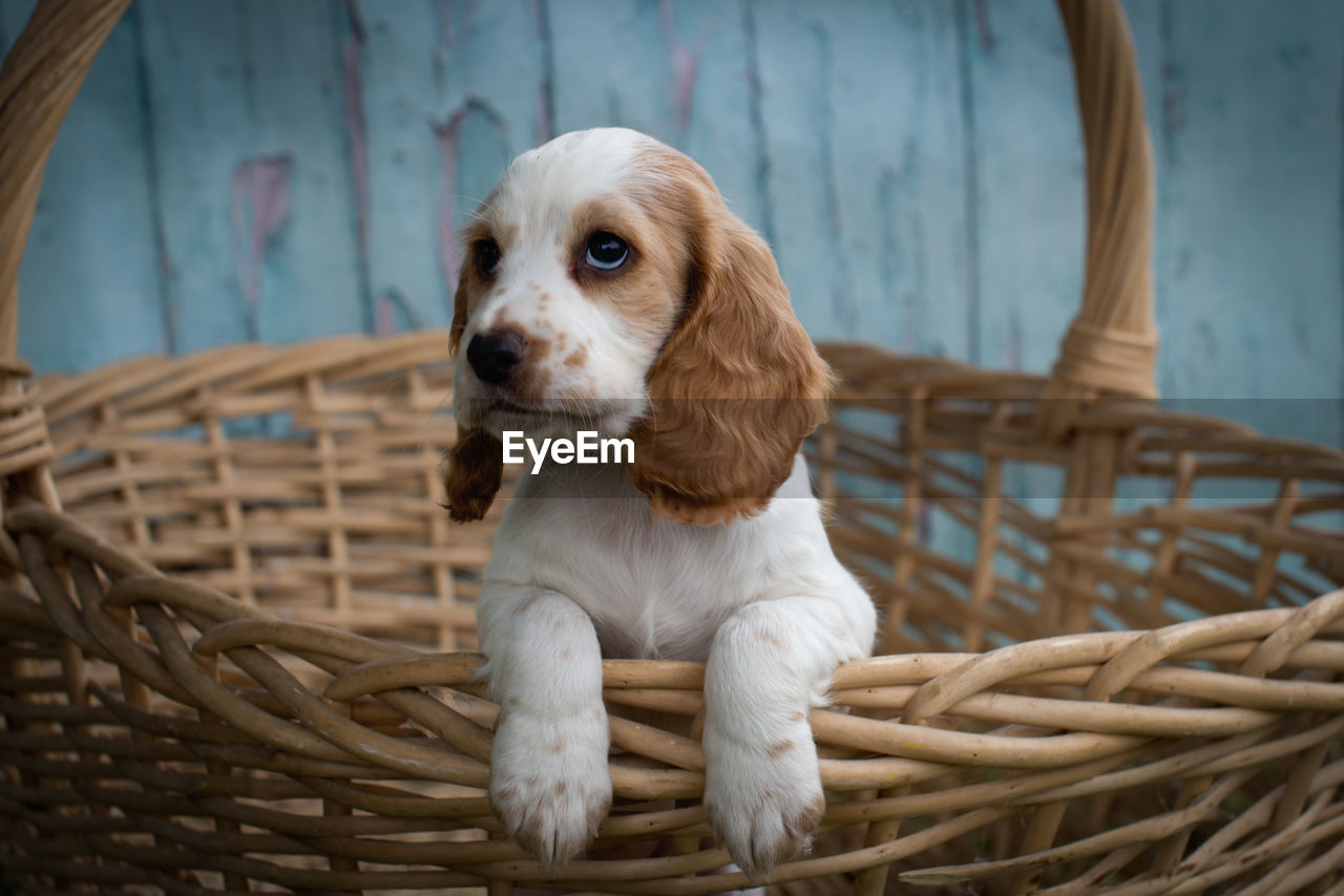 Close-up of dog in basket