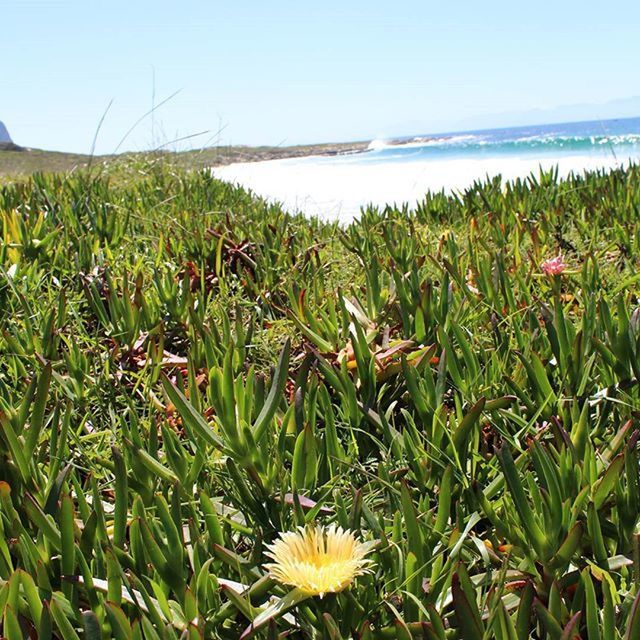 SCENIC VIEW OF PLANTS