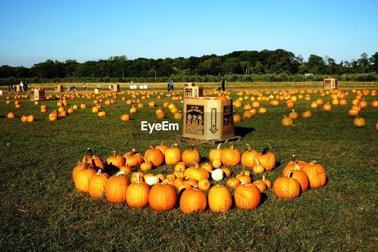 VIEW OF PUMPKINS ON FIELD