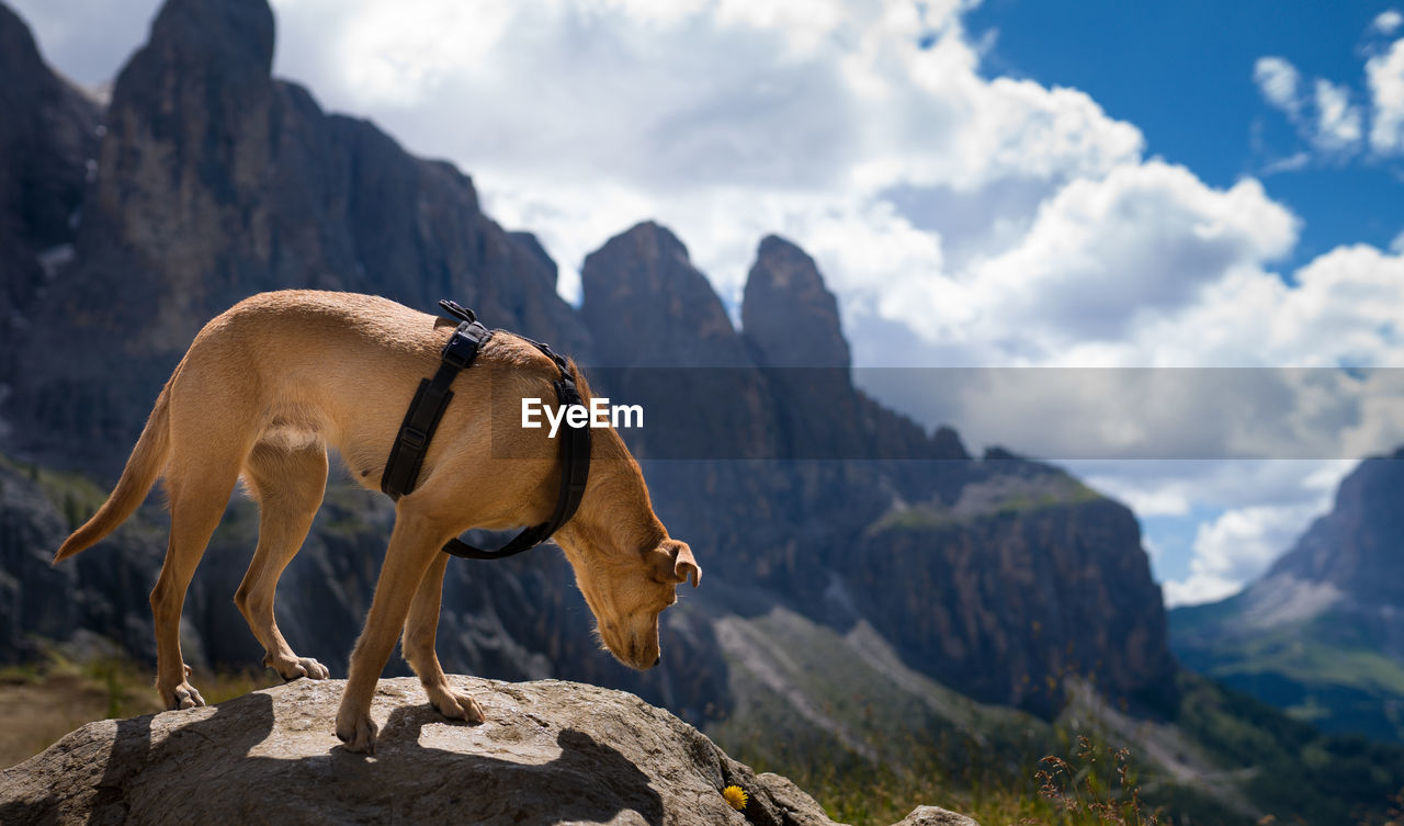 View of an animal on rock against sky