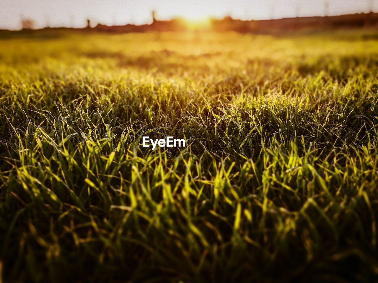 Close-up of grass on field