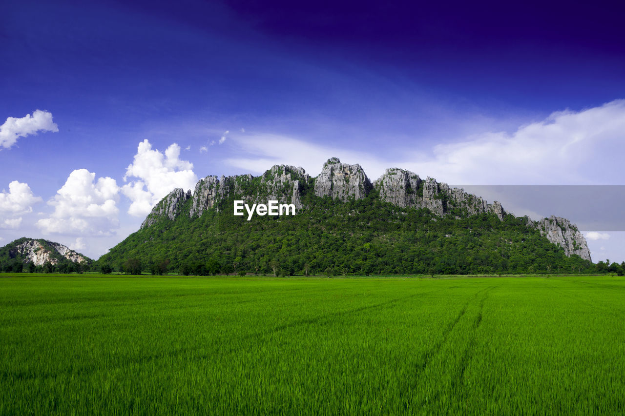 Scenic view of agricultural field against sky