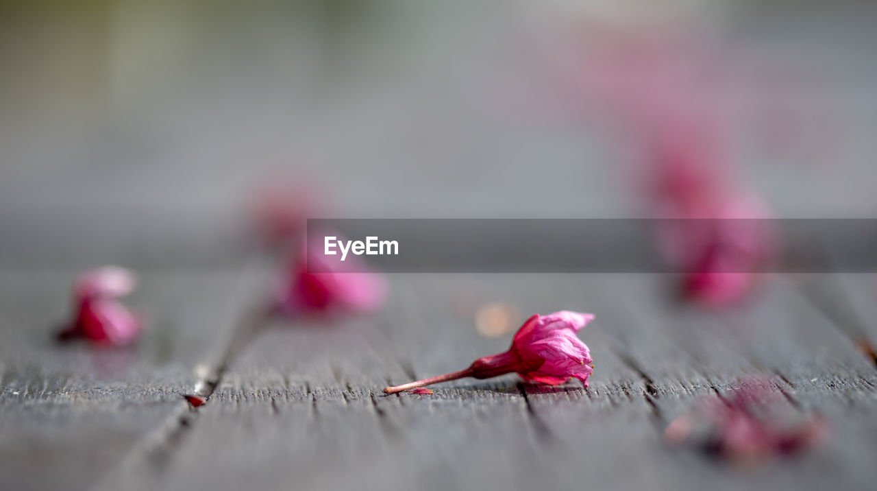 Close-up of pink flowers on wood