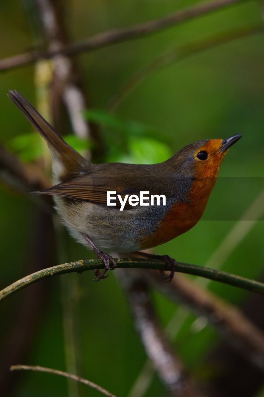 CLOSE-UP OF A BIRD PERCHING ON TWIG