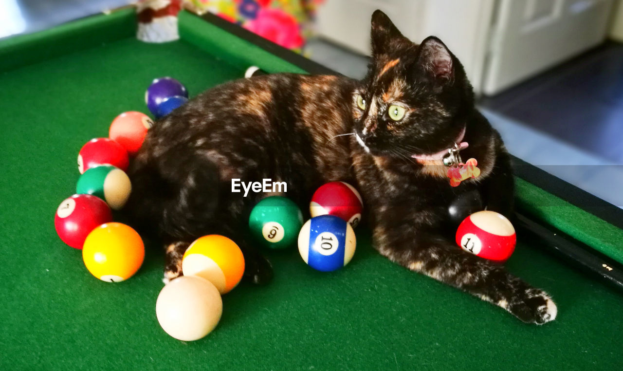 Ball Cat Domestic Animals Domestic Cat Indoors  Multi Colored One Animal Pets Pool Table Relaxation Whisker