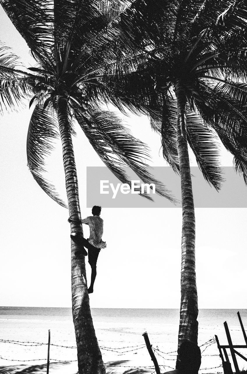 Rear view of a man climbing tree on beach