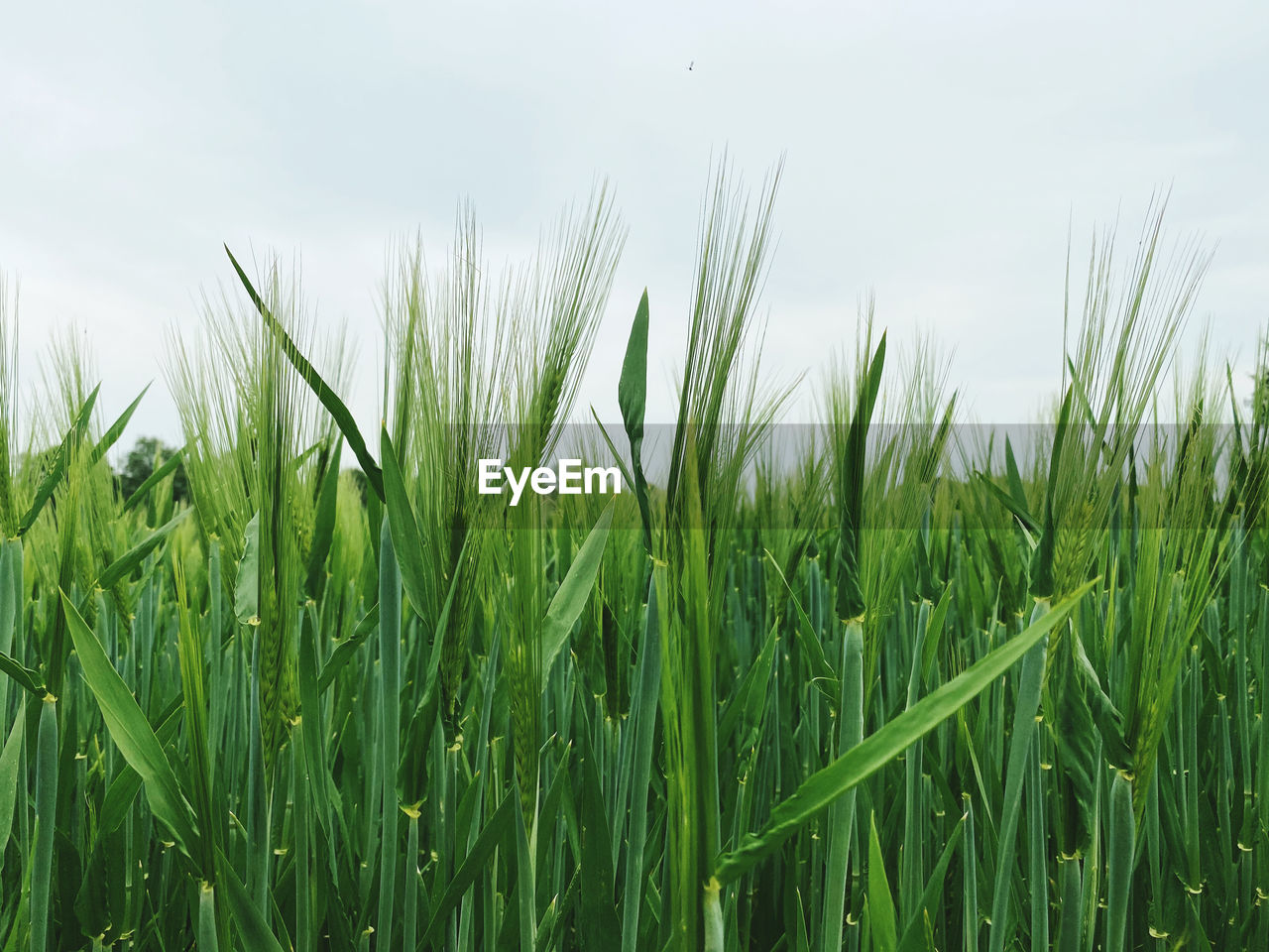 Close-up of wheat growing on field against sky