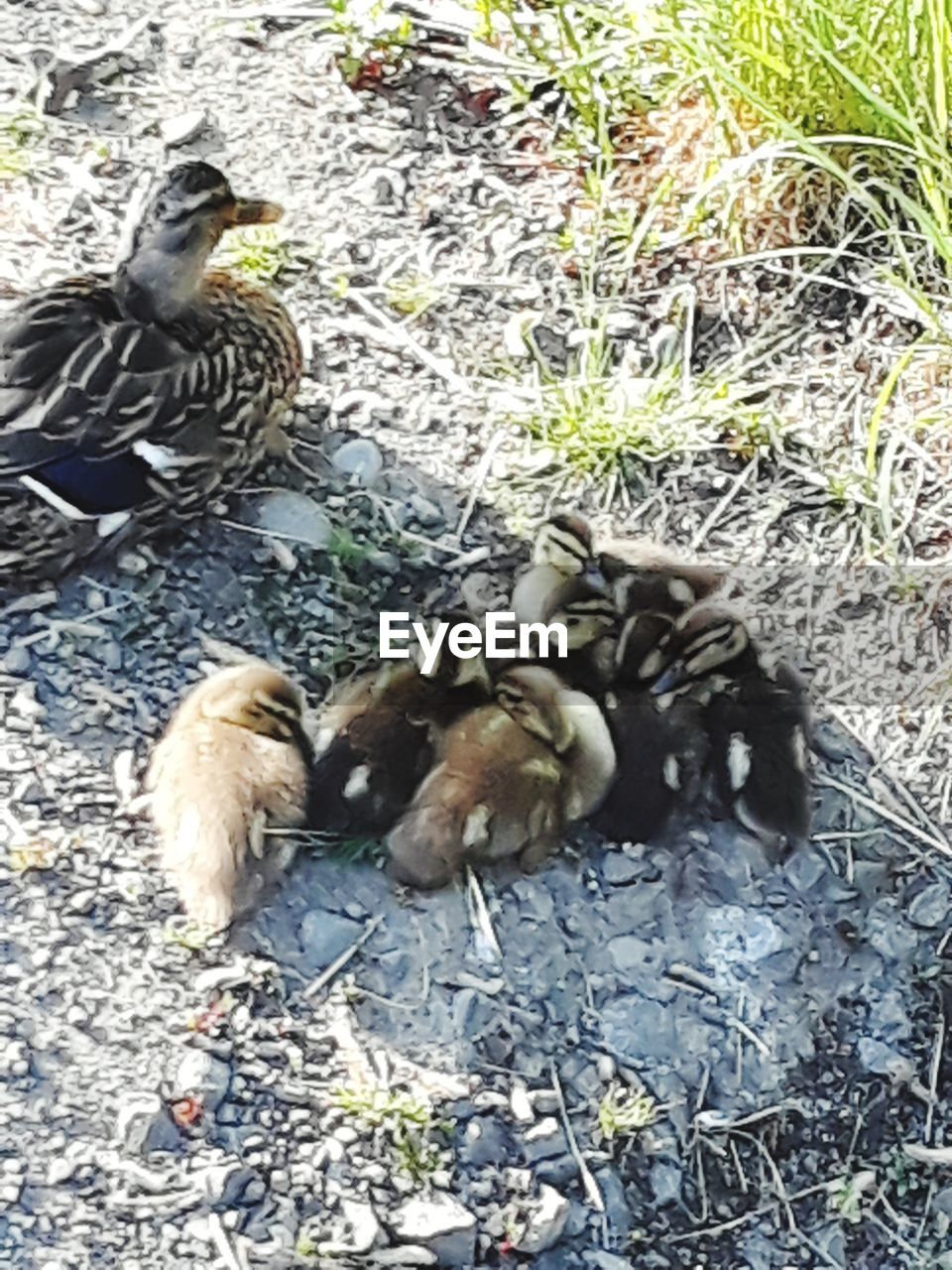 HIGH ANGLE VIEW OF A DUCKS IN A PARK