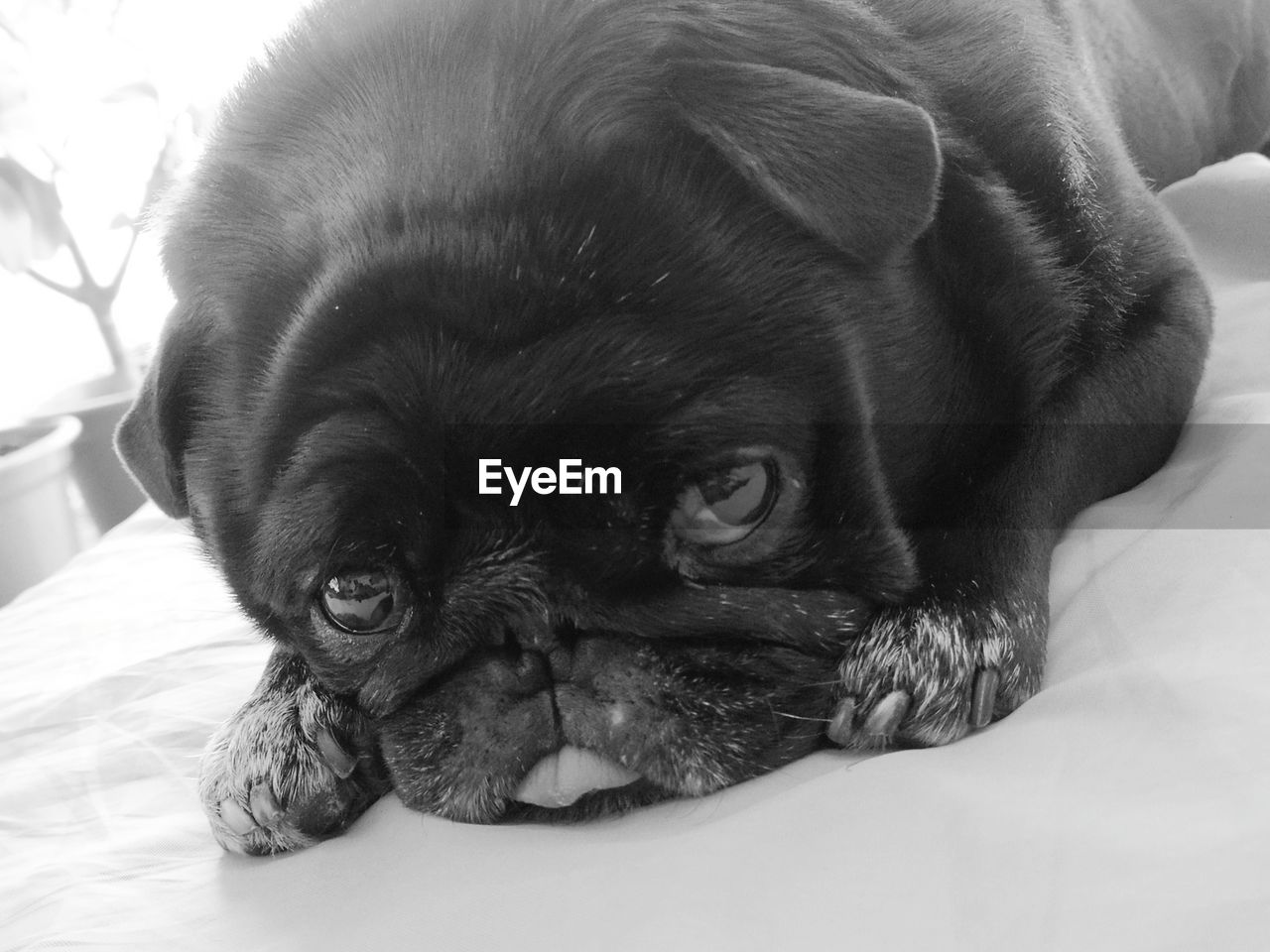 CLOSE-UP PORTRAIT OF A DOG RESTING ON BED