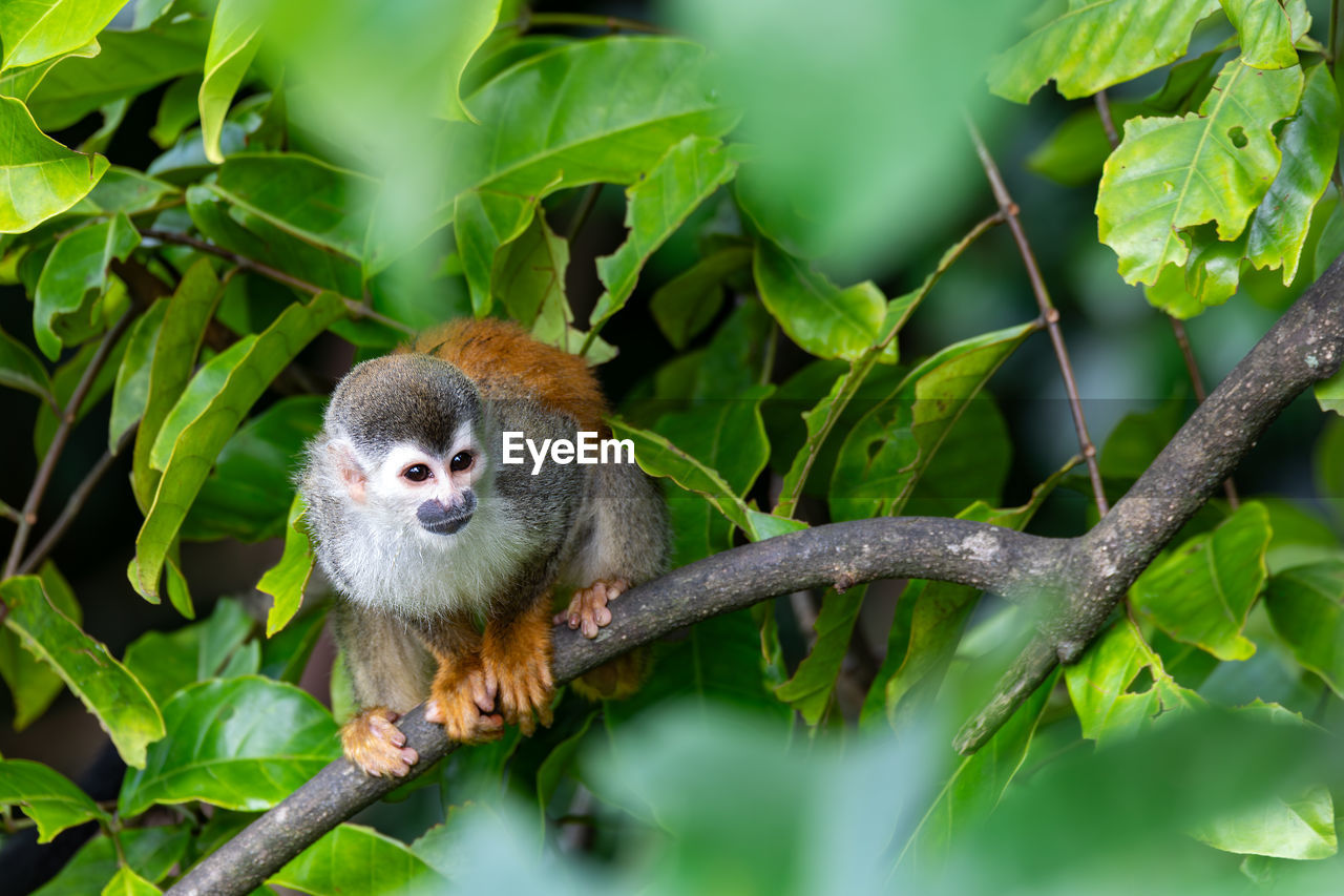 low angle view of squirrel on tree