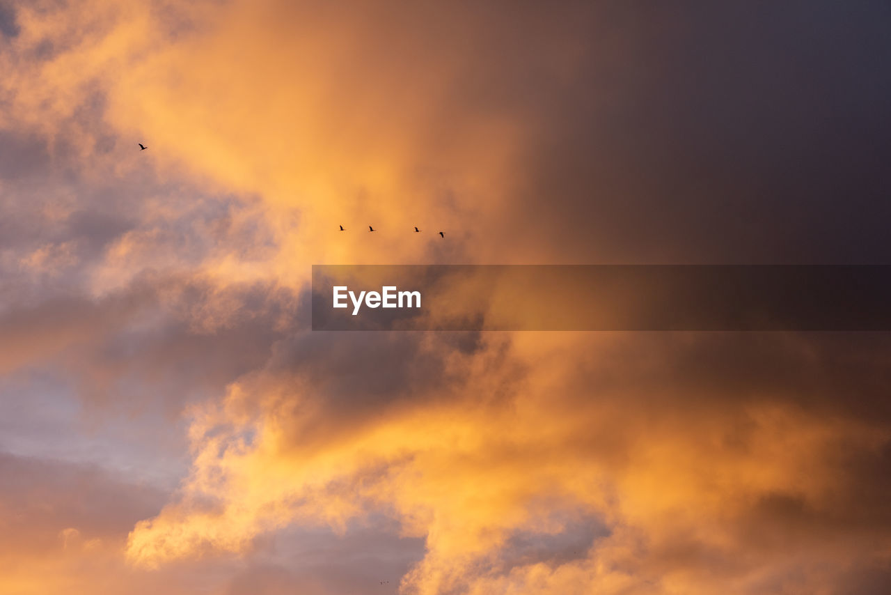 LOW ANGLE VIEW OF SILHOUETTE BIRDS FLYING AGAINST SKY