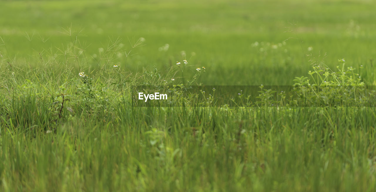 FULL FRAME SHOT OF GRASS GROWING IN FIELD