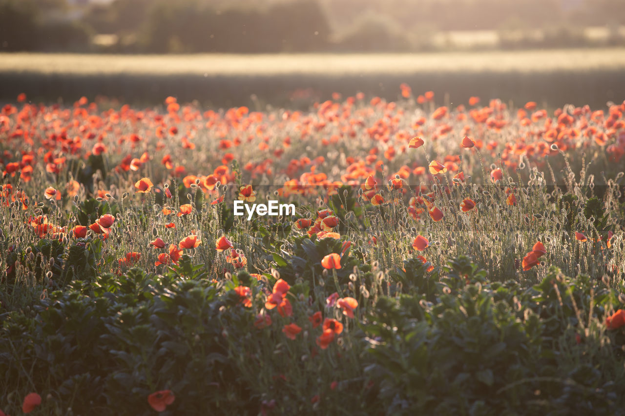 plant, landscape, flower, beauty in nature, land, nature, flowering plant, field, environment, red, sky, freshness, growth, sunset, tranquility, rural scene, no people, scenics - nature, sunlight, sun, summer, poppy, agriculture, tranquil scene, outdoors, cloud, grass, meadow, multi colored, non-urban scene, plain, springtime, backgrounds, idyllic, wildflower, twilight, day, selective focus, crop, close-up, food, vibrant color, yellow, water, fragility, flowerbed, dusk, back lit, social issues, abundance, focus on foreground, urban skyline, sunbeam, sunny, horizon, blossom, orange color, environmental conservation, food and drink, petal, tree, horizon over land