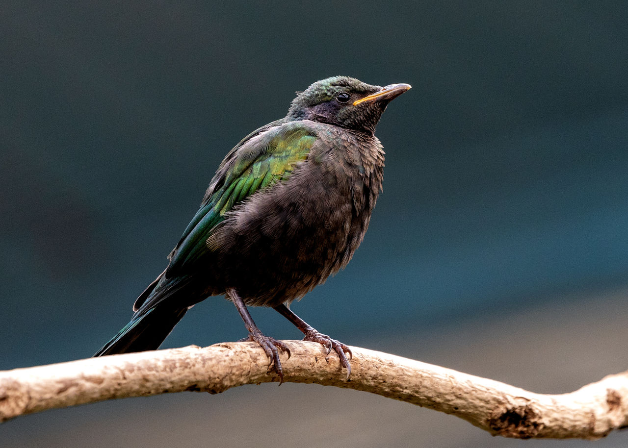 low angle view of bird perching on tree