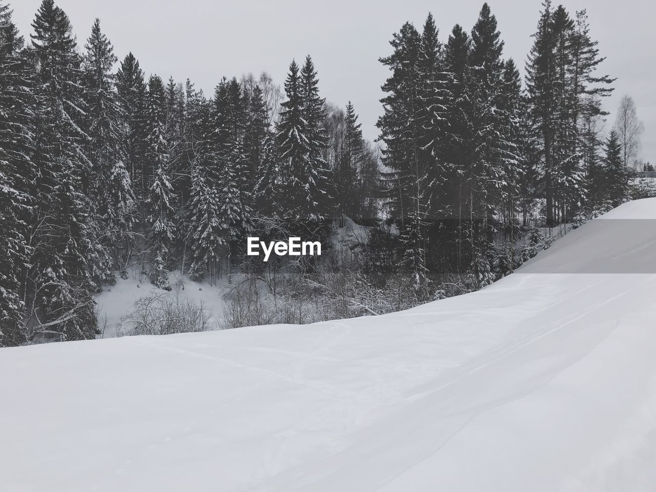 Snow covered pine trees in forest against sky