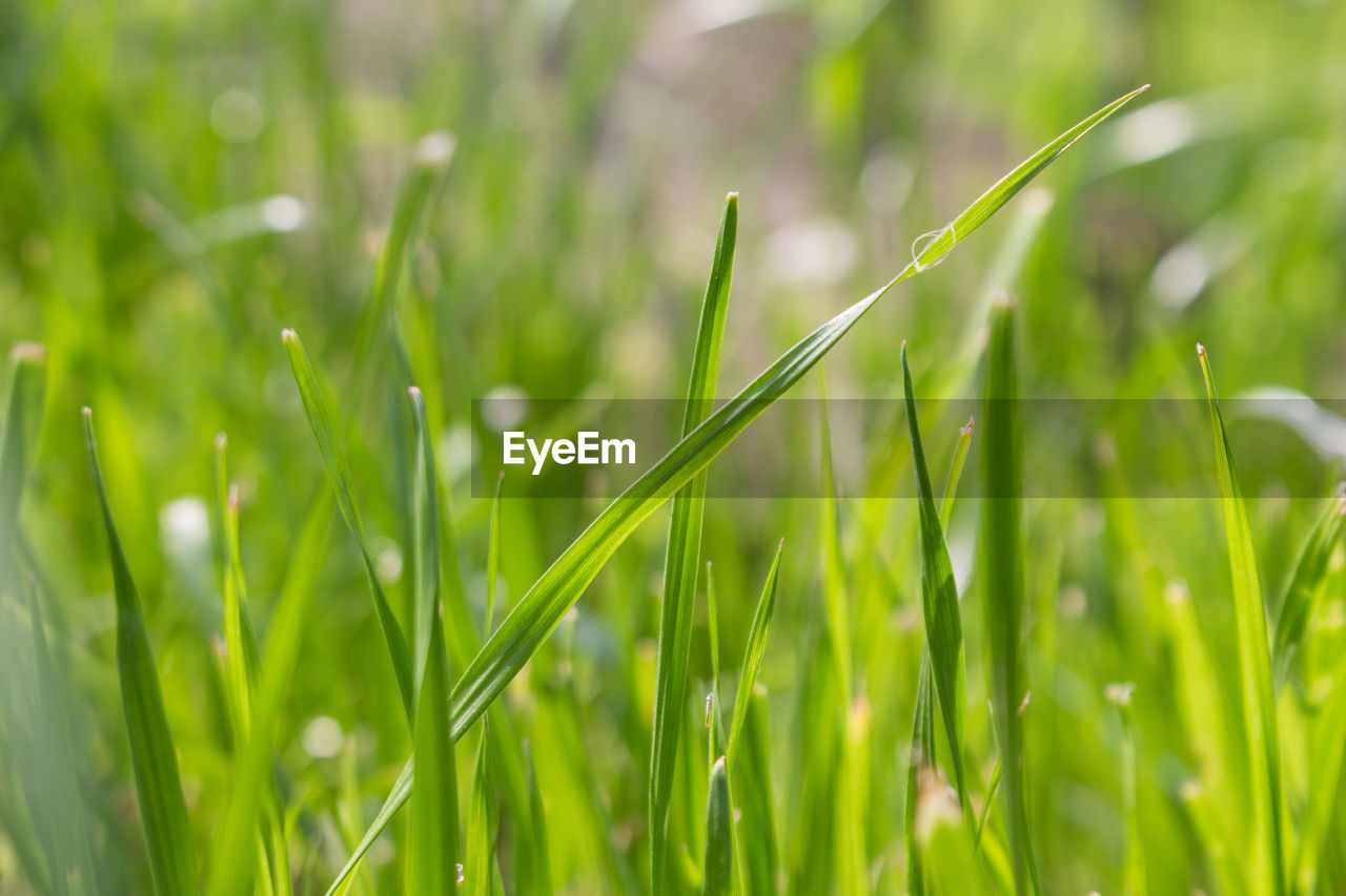 Close-up of wet grass on field