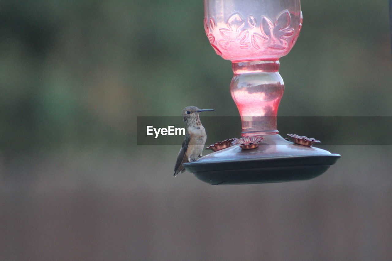 CLOSE-UP OF BIRD FLYING OVER A BLURRED MOTION OF A YOUNG BIRDS