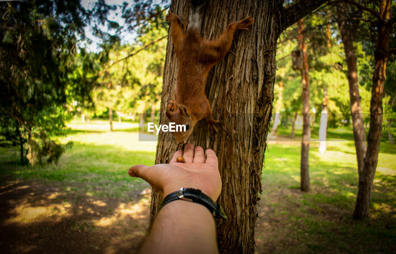 Cropped hand feeding squirrel on tree trunk