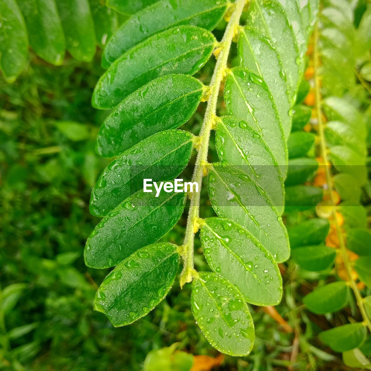 CLOSE-UP OF WET LEAVES