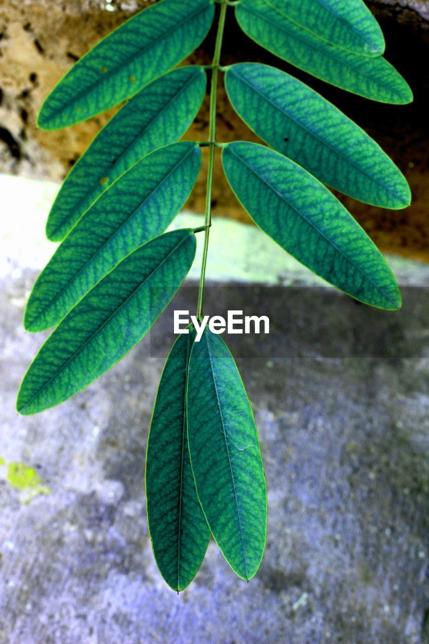 leaf, plant part, green, plant, tree, growth, nature, close-up, flower, no people, beauty in nature, day, branch, outdoors, produce, leaf vein, focus on foreground, freshness, food, high angle view