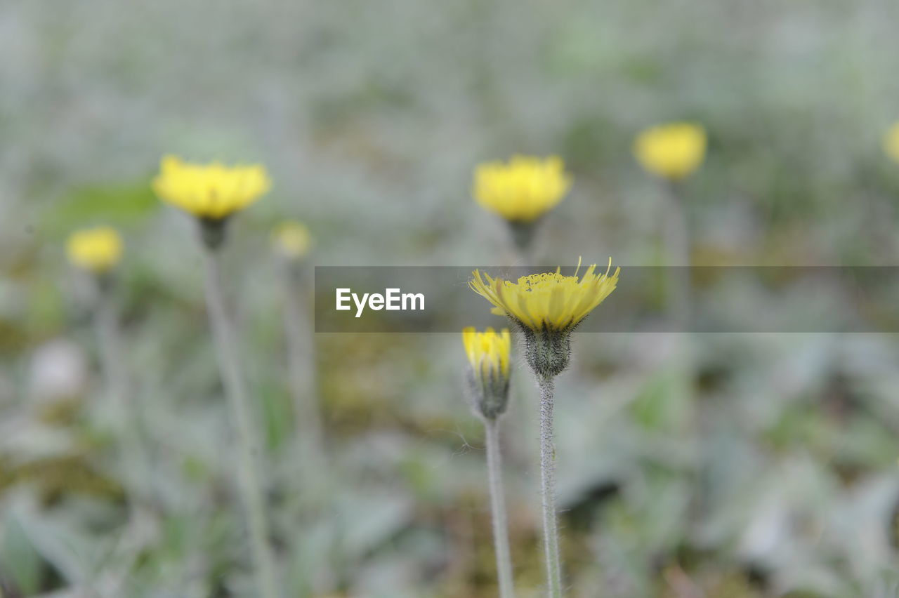 CLOSE-UP OF YELLOW FLOWERING PLANTS ON FIELD
