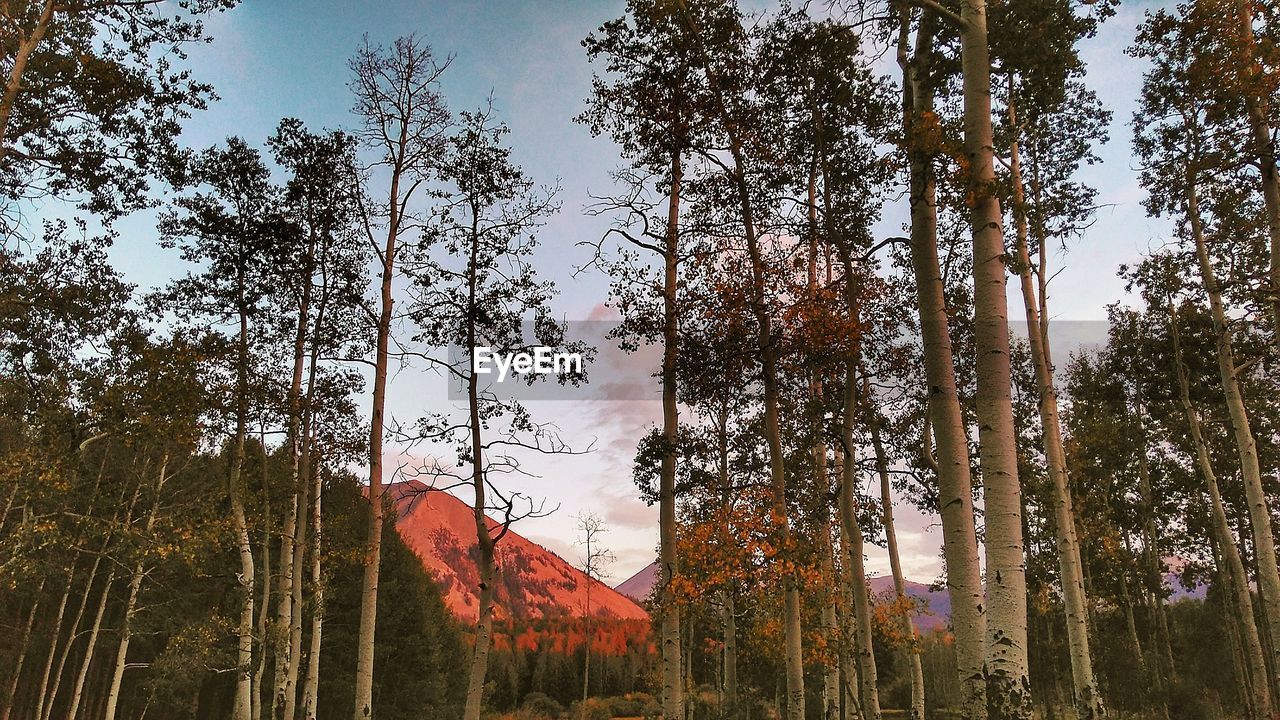 LOW ANGLE VIEW OF TREES IN FOREST AGAINST SKY DURING AUTUMN