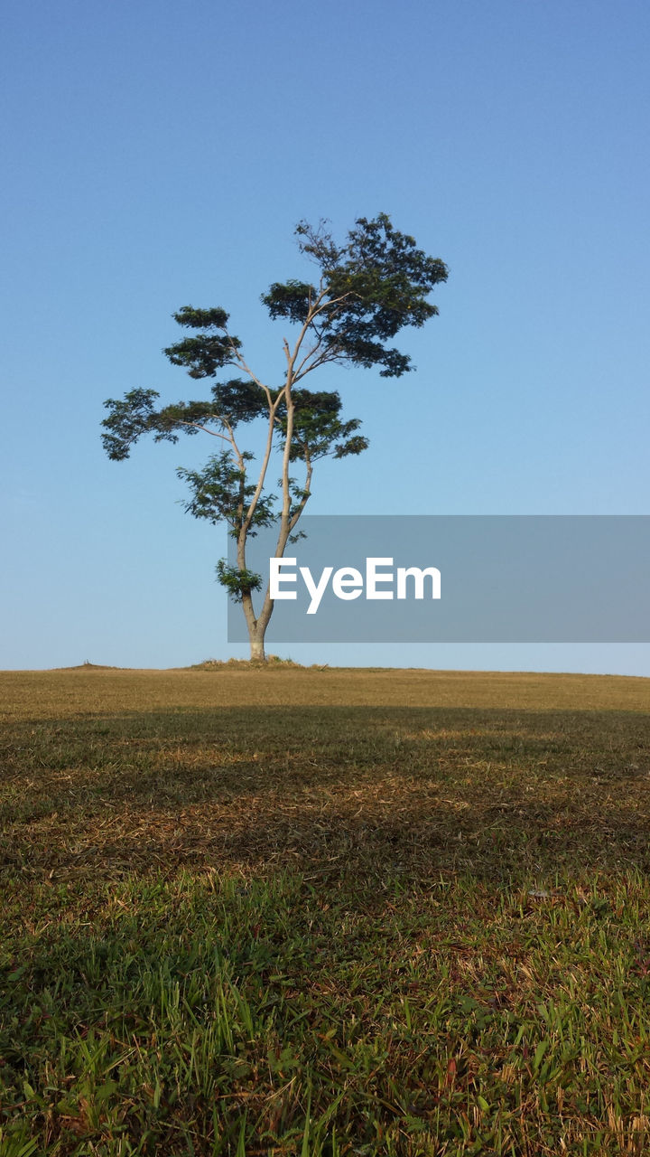 Tree on field against clear blue sky