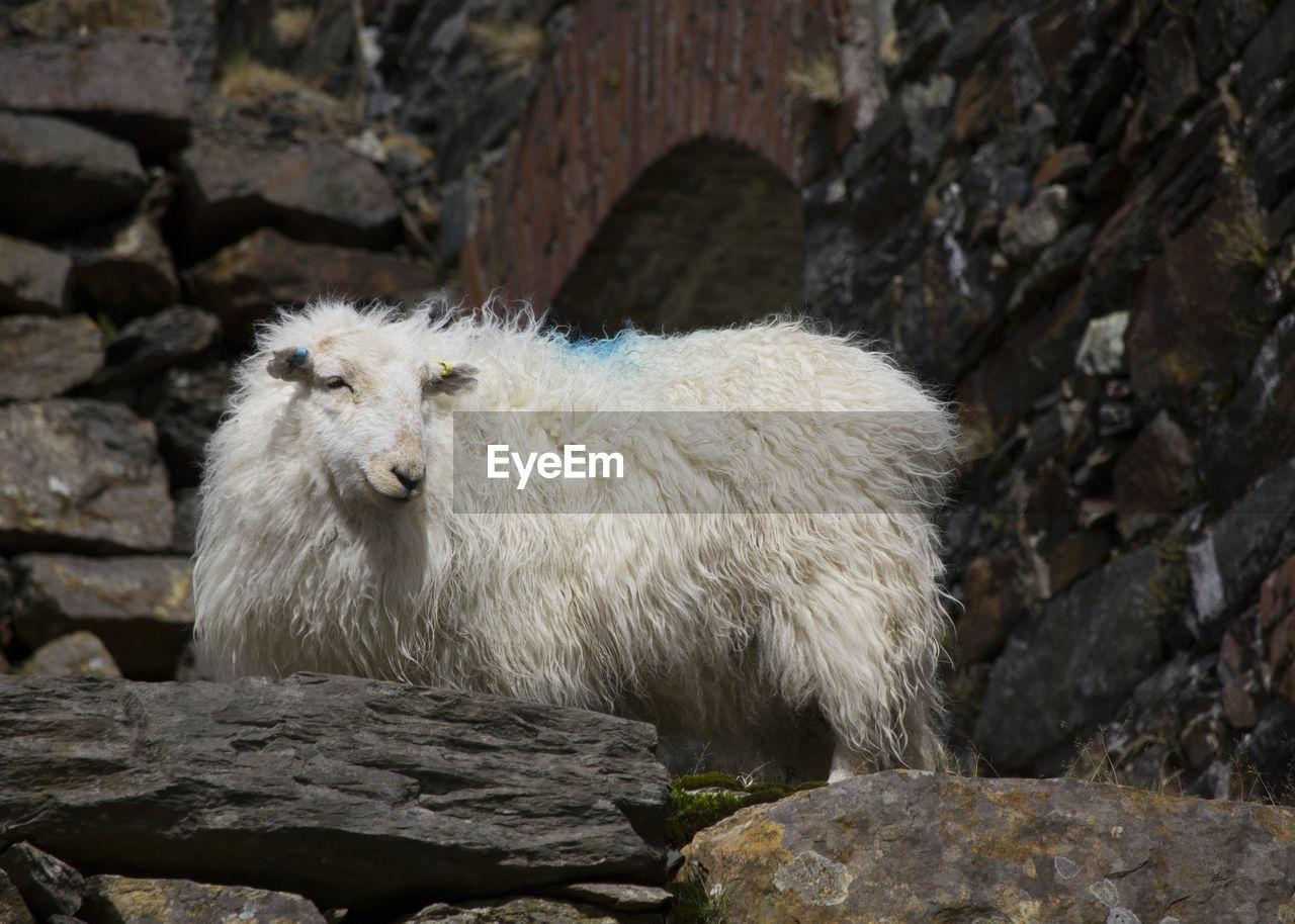 Sheep on rocks