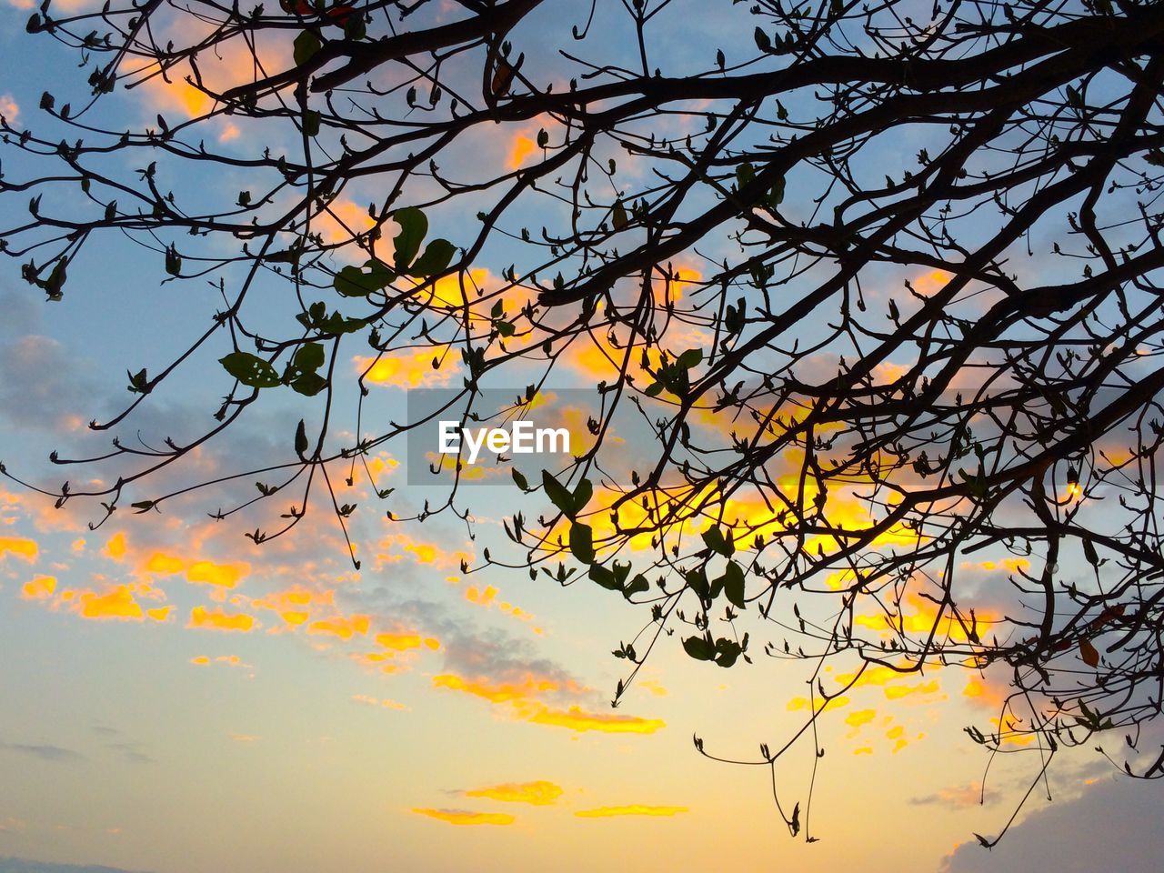 LOW ANGLE VIEW OF TREE BRANCH AGAINST SKY