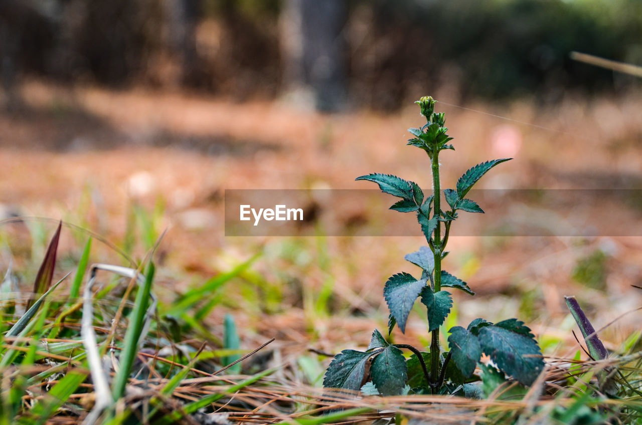 Close-up of plant