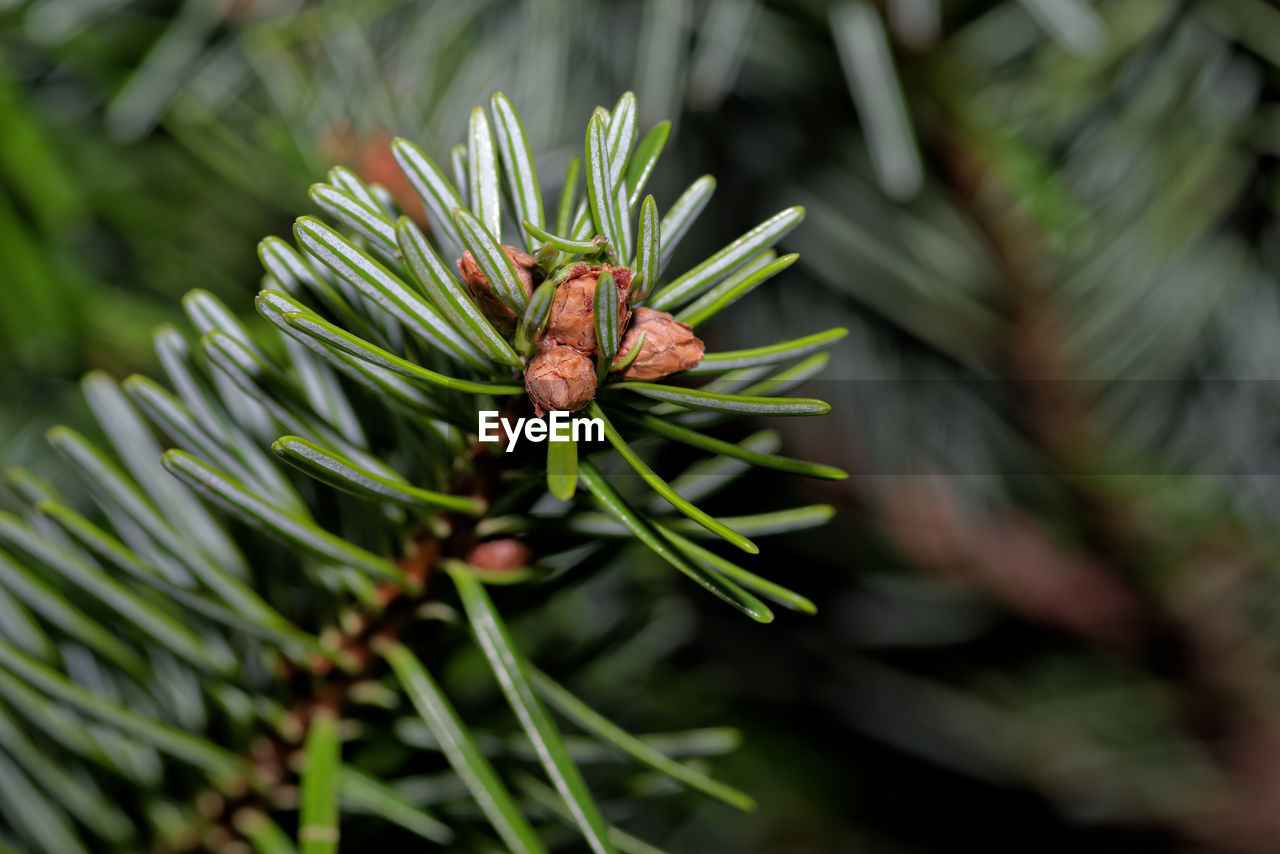 plant, tree, coniferous tree, pinaceae, pine tree, nature, branch, spruce, fir, green, leaf, plant part, beauty in nature, close-up, growth, no people, needle - plant part, flower, outdoors, evergreen, pine cone, land, environment, food and drink, day, pine, selective focus, twig, focus on foreground, christmas tree, food, forest, botany, evergreen tree, holiday, macro photography, outdoor pursuit