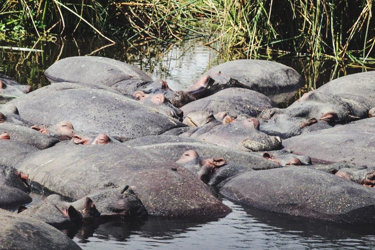 Close-up of hippopotamus in water