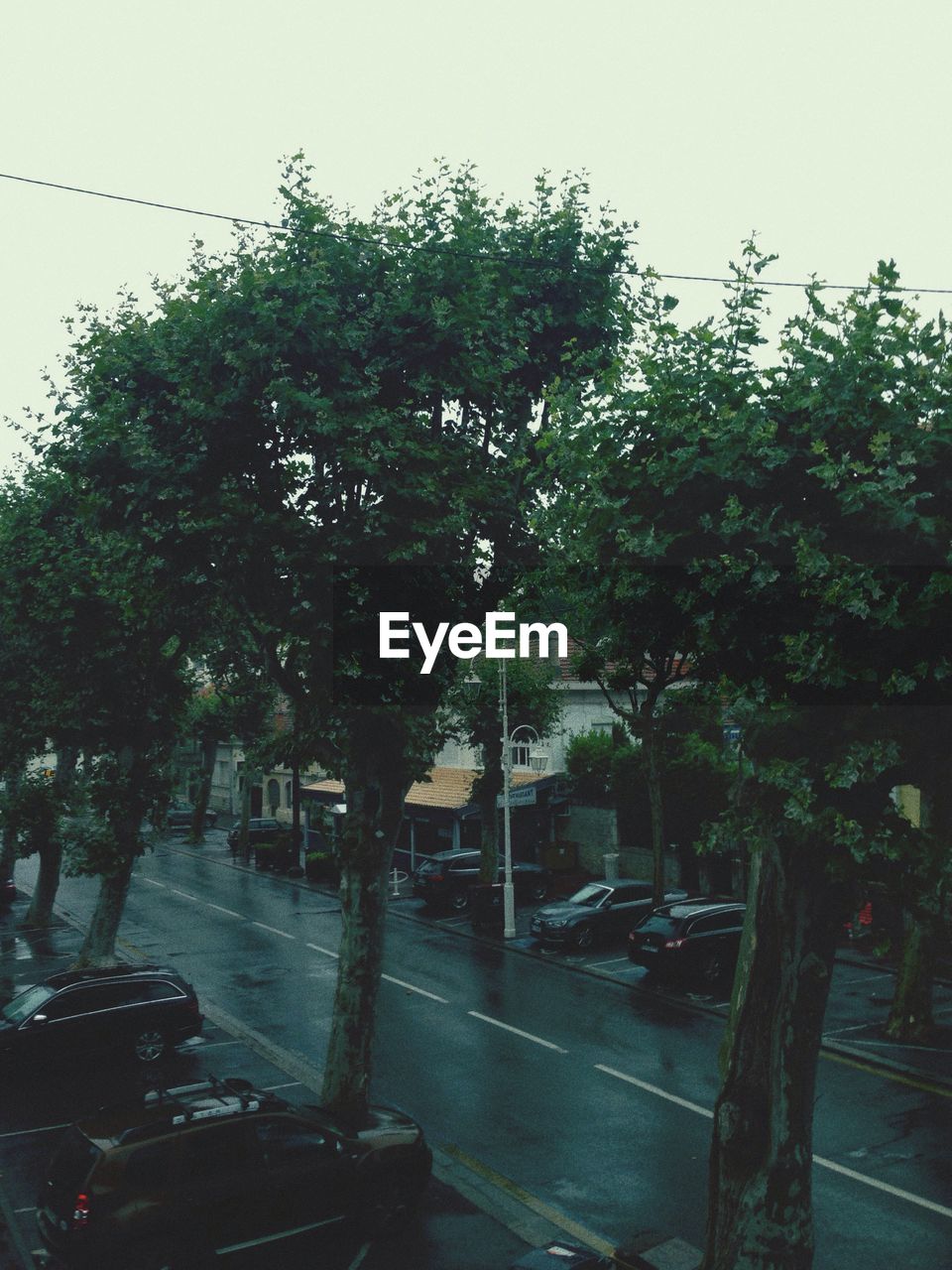 Cars parked by trees on roadside in city