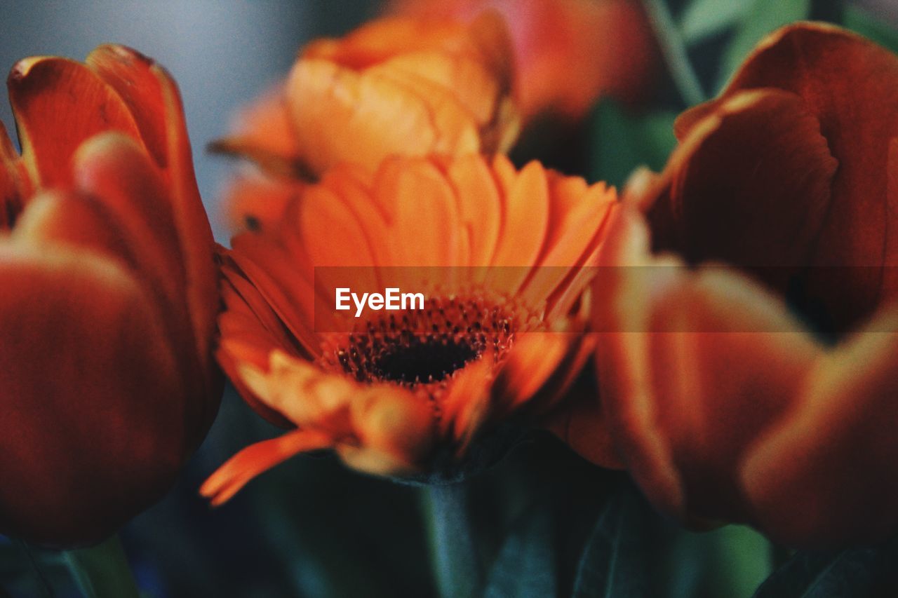 Close-up of orange flower