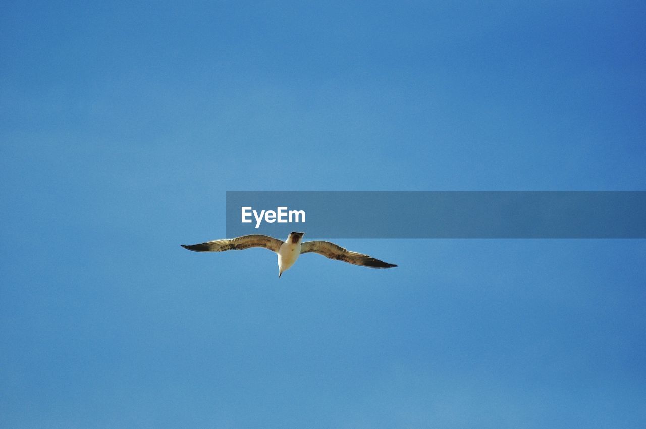 LOW ANGLE VIEW OF BIRD FLYING AGAINST BLUE SKY