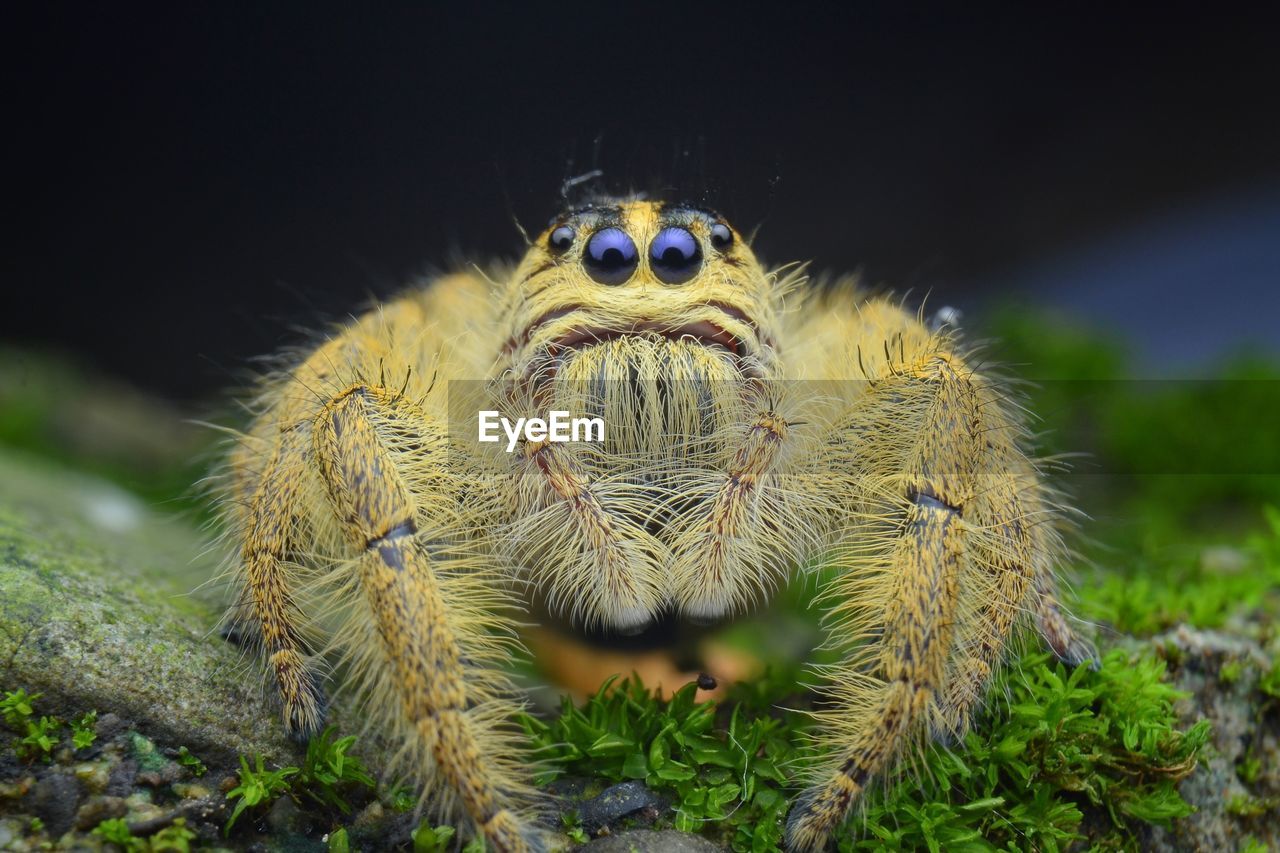 Close-up of spider