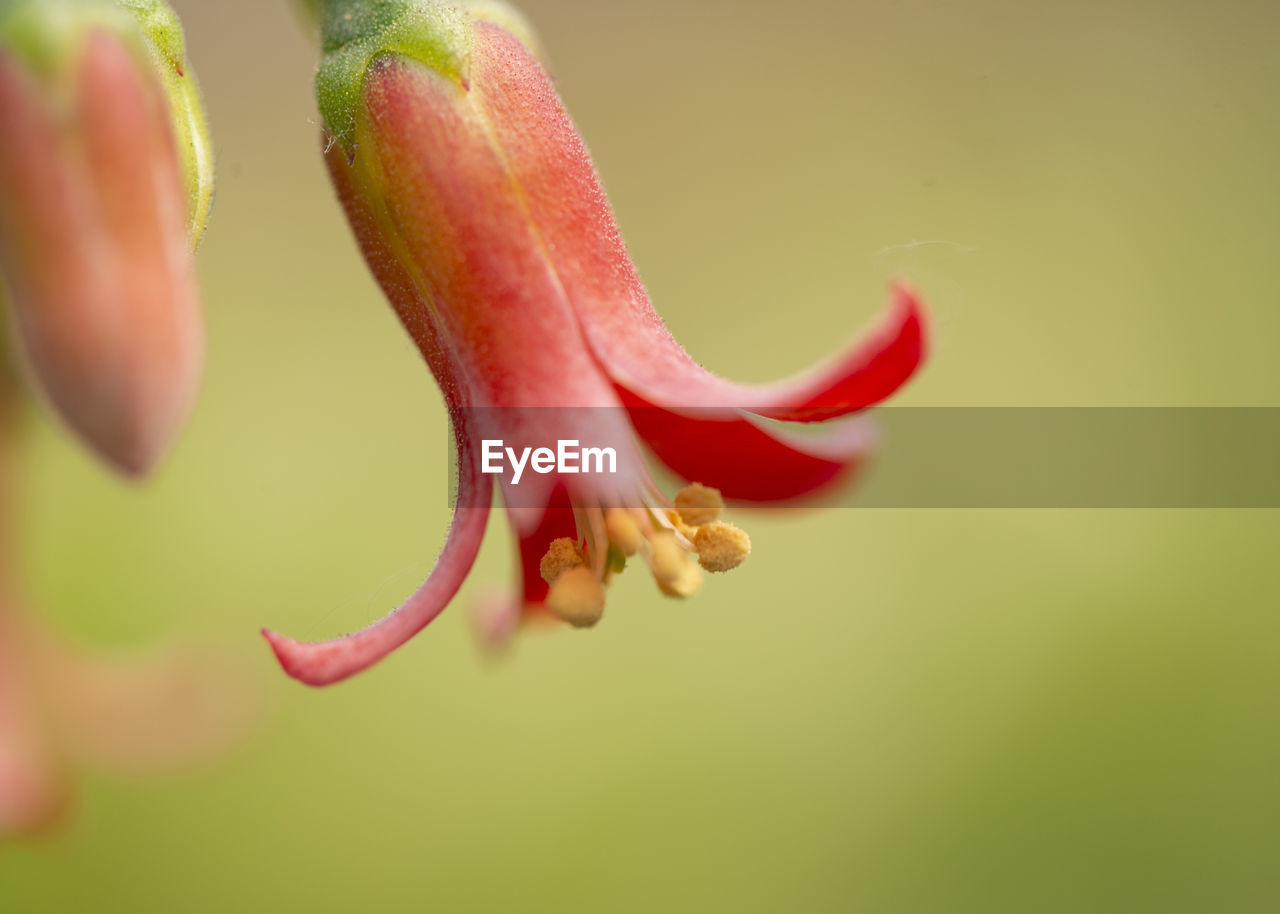 CLOSE-UP OF PINK ROSE FLOWER BUD