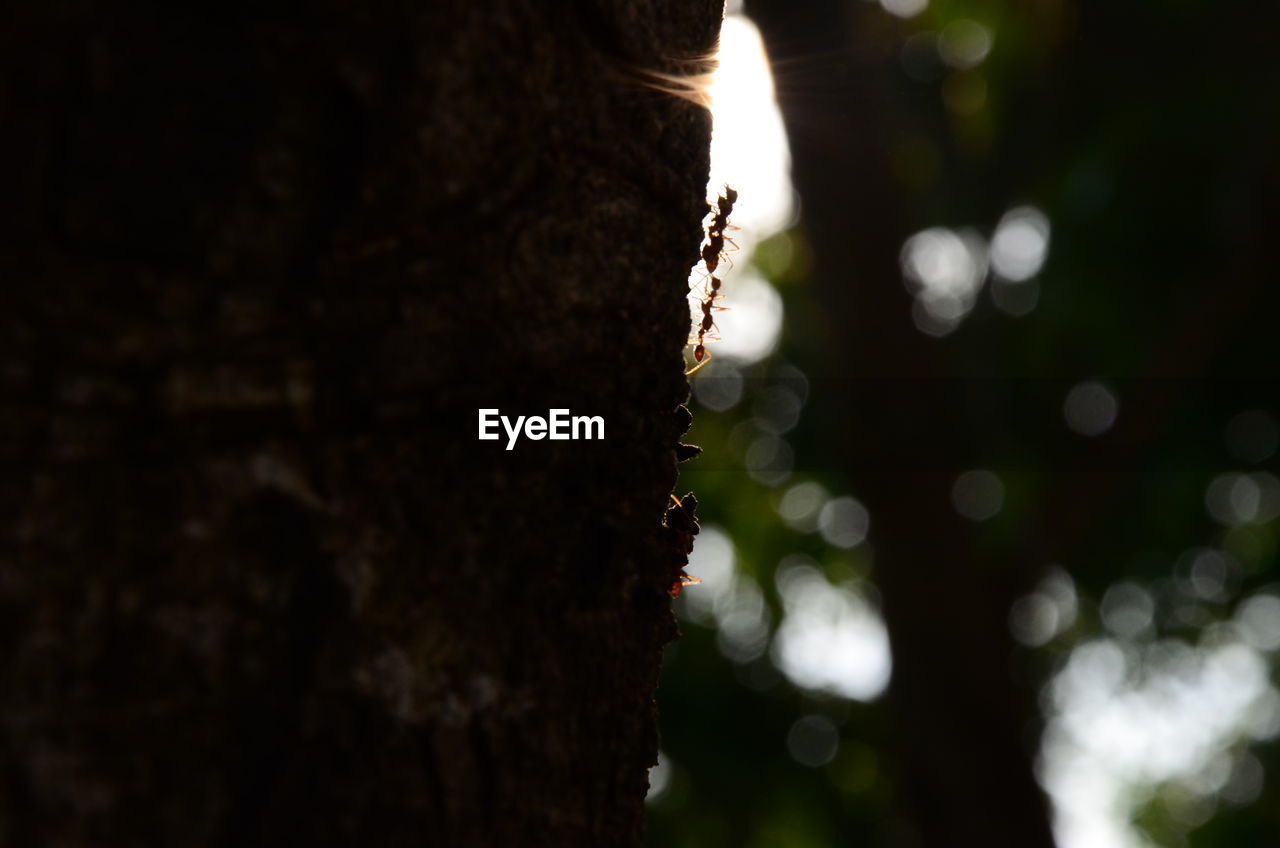 CLOSE-UP OF LICHEN GROWING ON TREE TRUNK