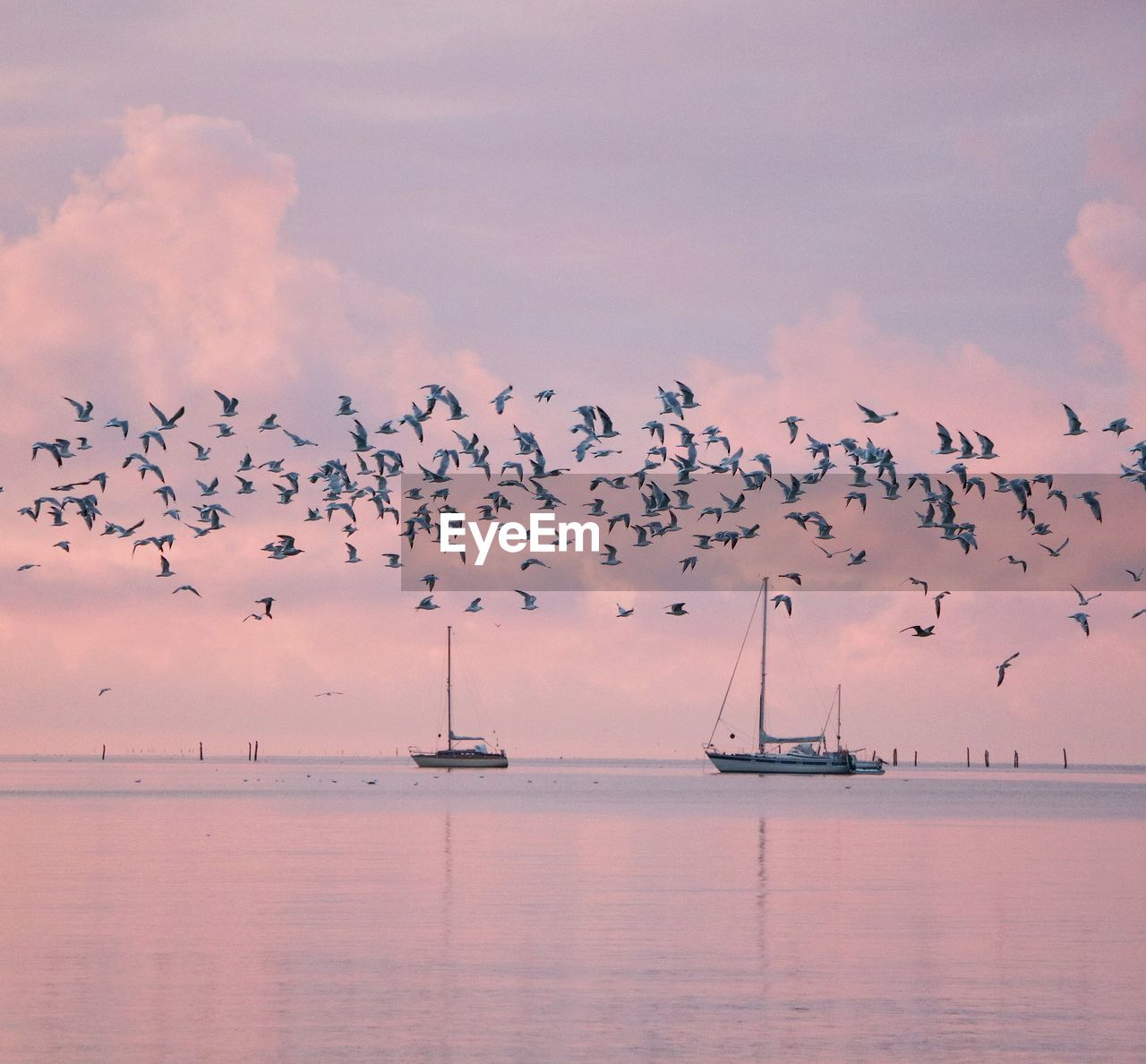 Seagulls flying over sea