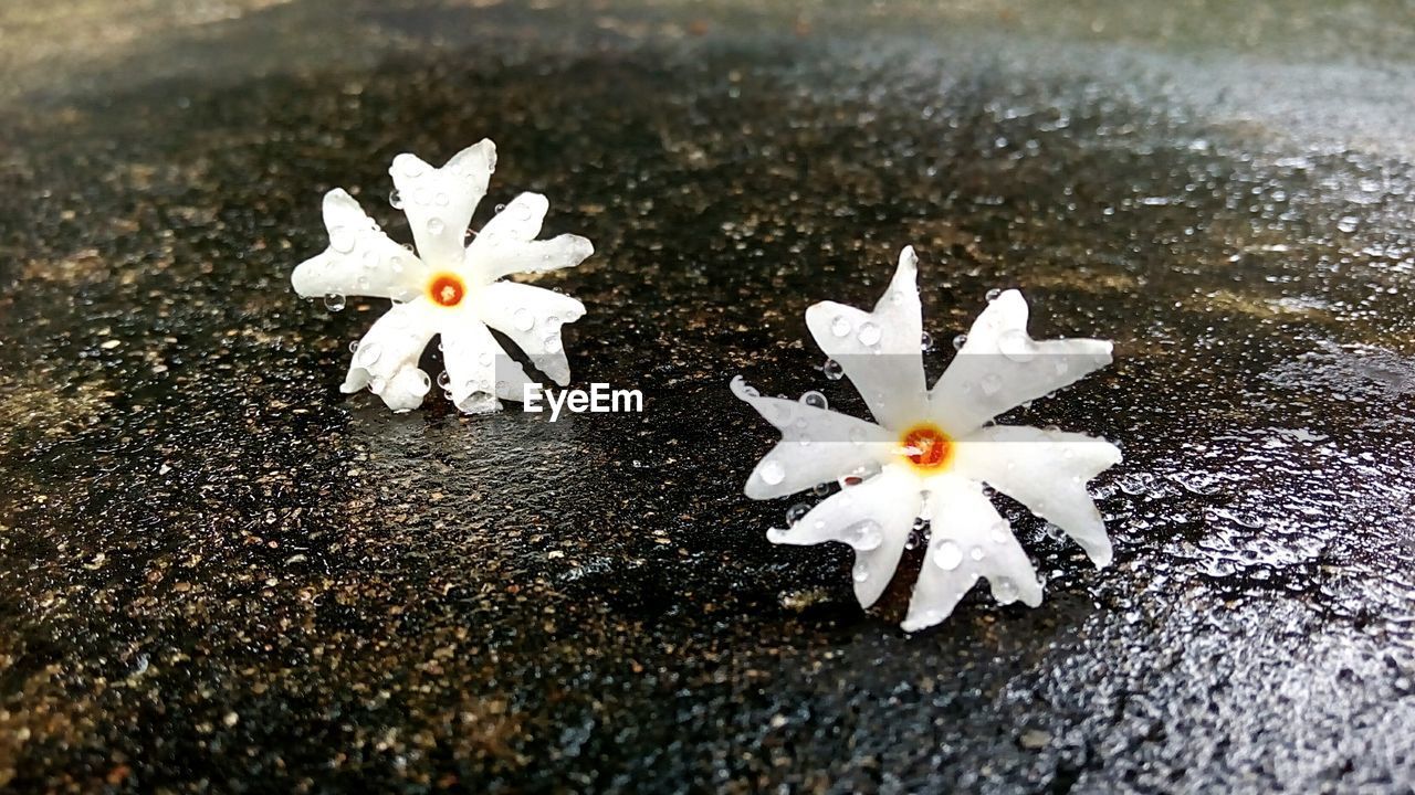 CLOSE-UP HIGH ANGLE VIEW OF WHITE WATER LILY