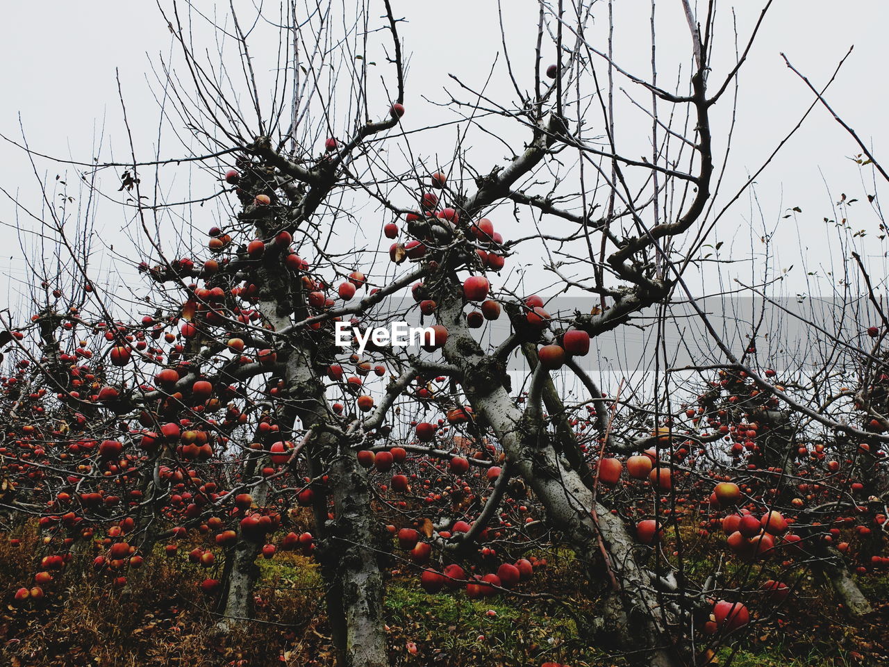 CLOSE-UP OF FRUIT TREE