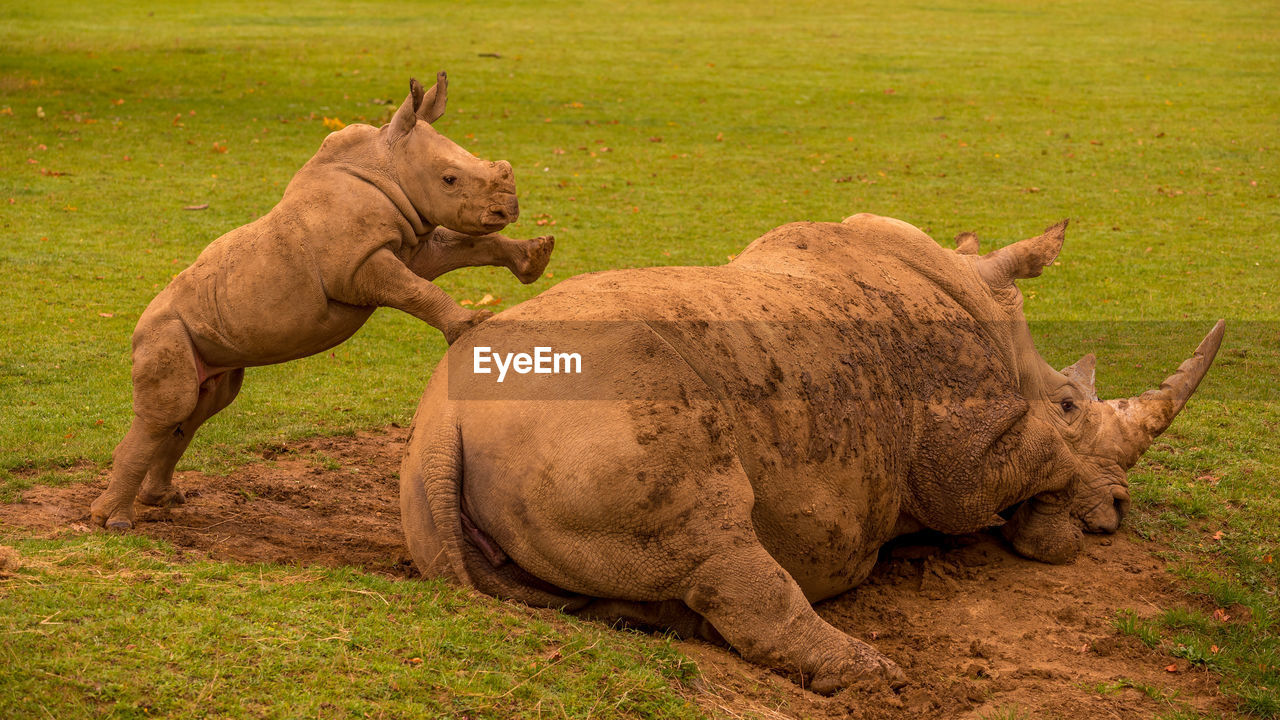 White rhino calf seeking attention from its mother