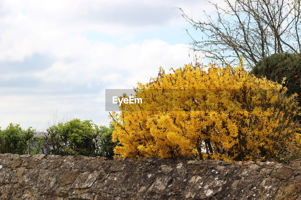 Yellow autumn trees on landscape against sky