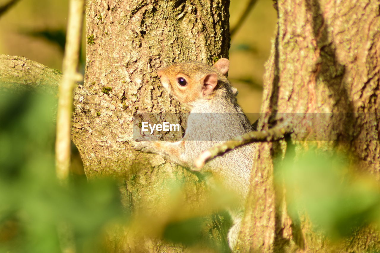 Close-up of squirrel on tree trunk at godalming