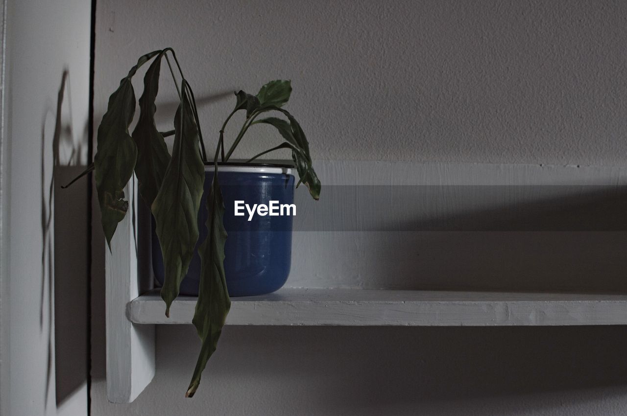 CLOSE-UP OF POTTED PLANT ON WALL